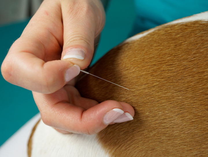 Magnolia Veterinary Acupuncture